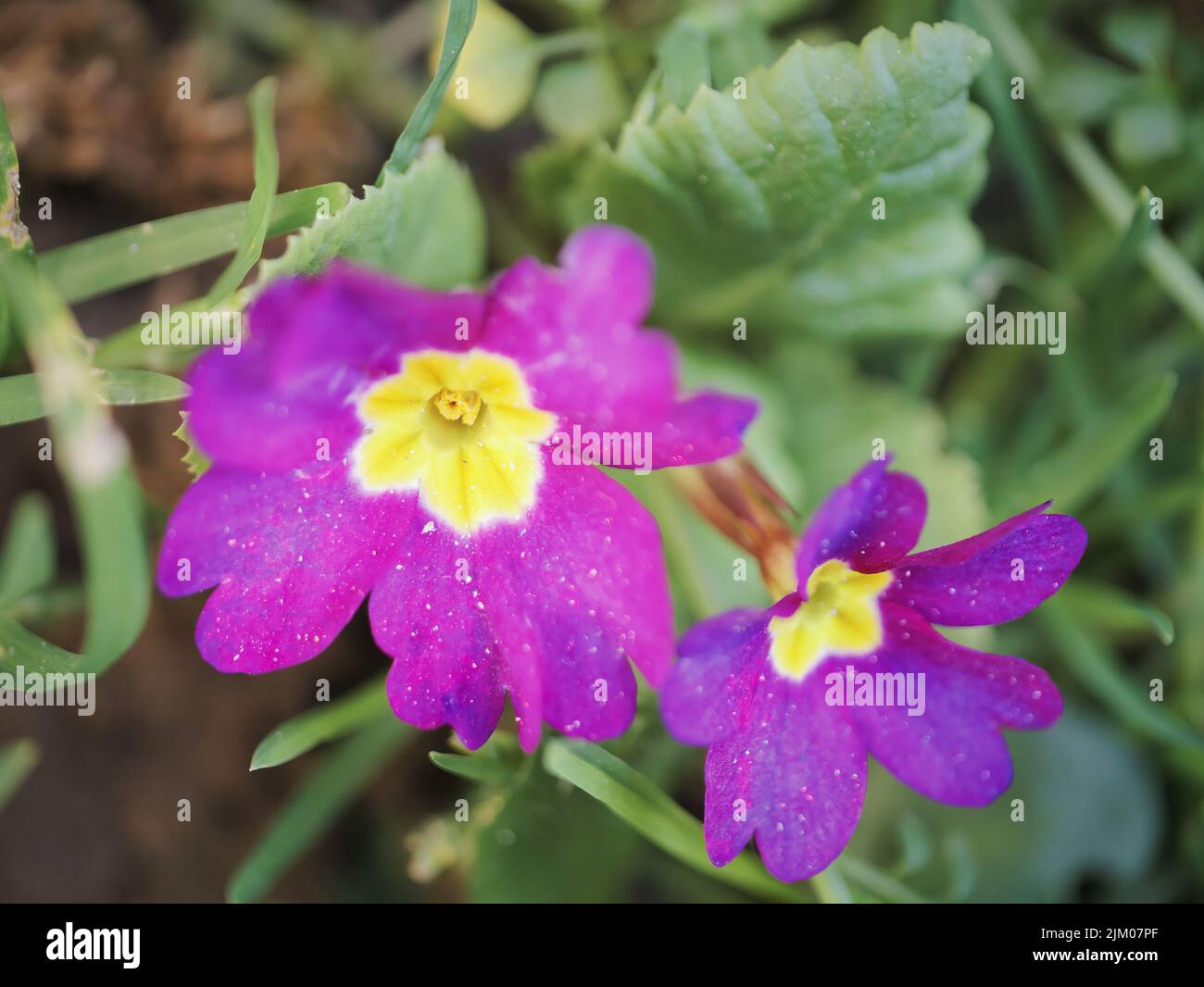 Eine Nahaufnahme von blühenden purpurgelben Primellblumen Stockfoto