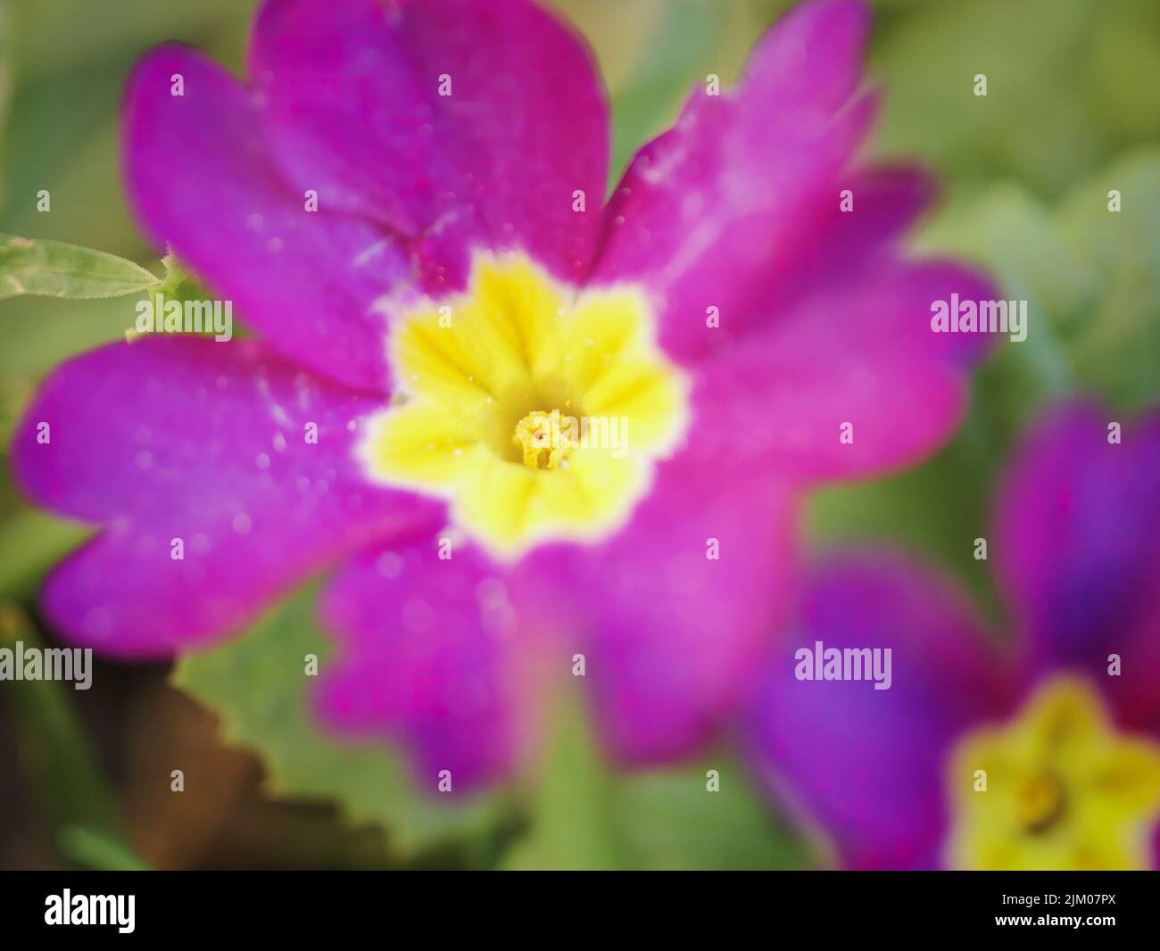 Eine Nahaufnahme sho tof eine blühende lila gelbe Primrose Blume Stockfoto
