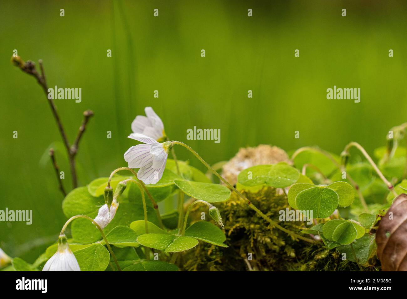 Eine selektive Fokusaufnahme von blühenden gemeinen Waldsyrrel-Blüten auf der Wiese Stockfoto