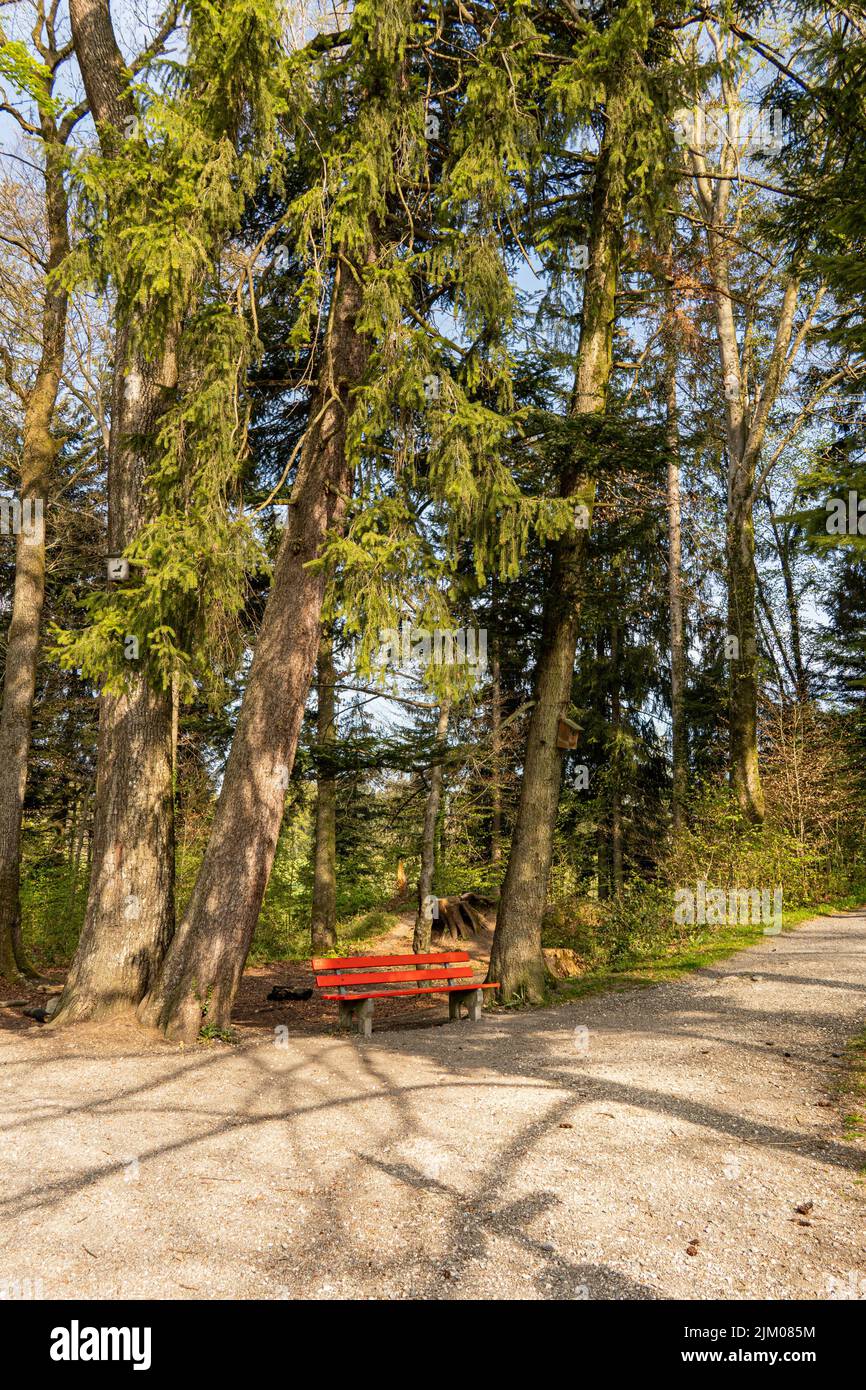 Eine Nahaufnahme einer leeren Holzbank am Waldweg Stockfoto