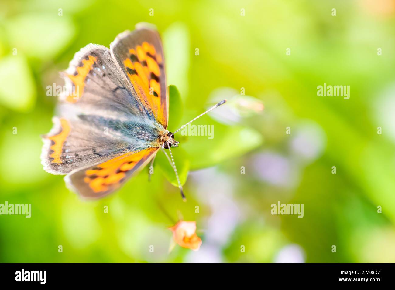 Kleines Kupfer, Lycaena phlaeas, brauner und oranger Schmetterling Stockfoto