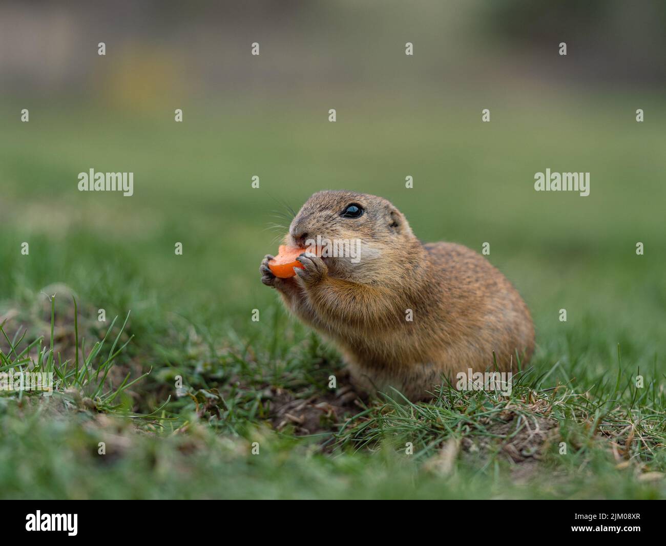 Eine Nahaufnahme des europäischen Bodenhörnchens Spermophilus citellus, auch bekannt als europäische Souslik. Stockfoto