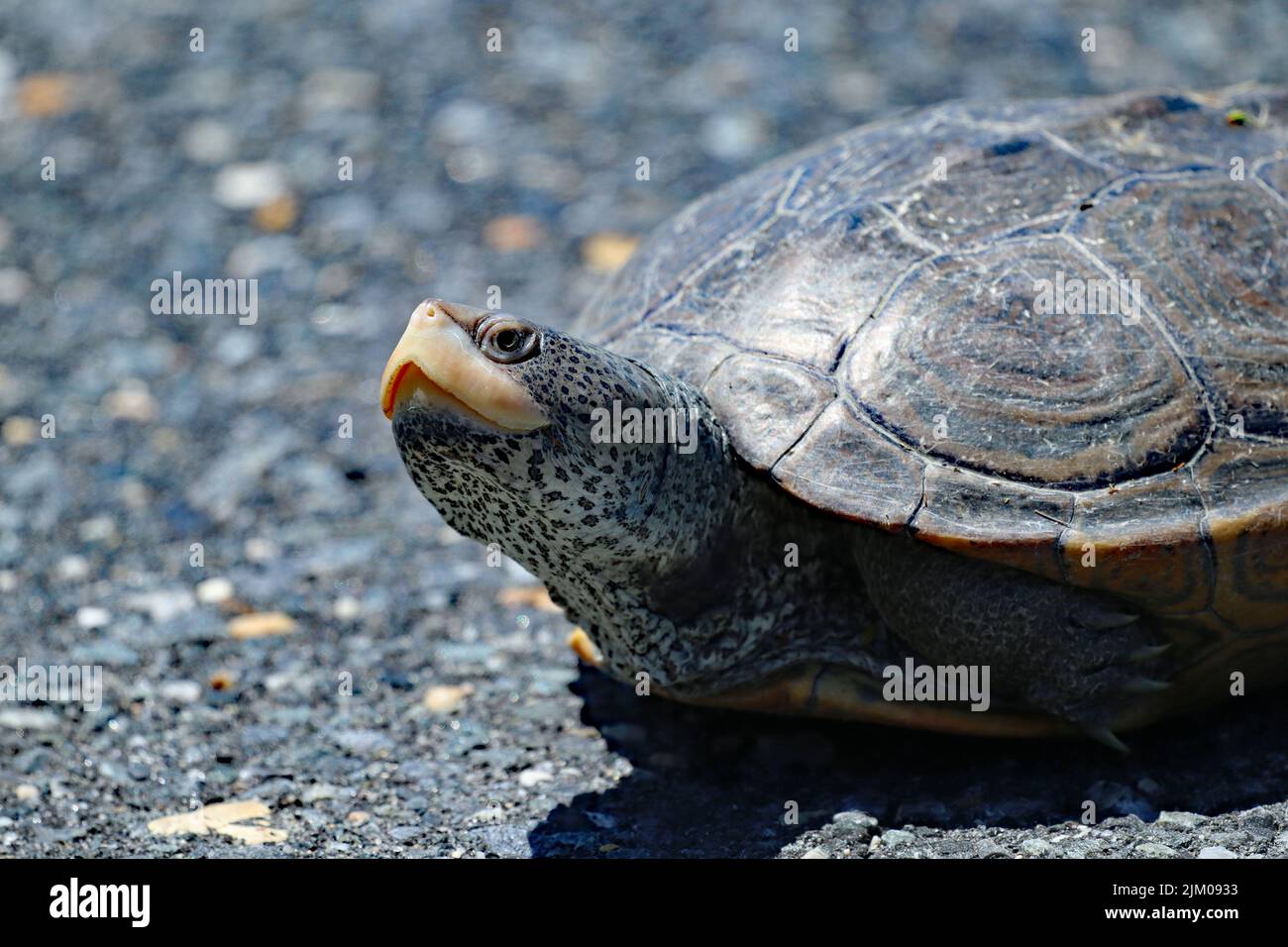 Eine gezielte Aufnahme einer Schildkröte, die auf dem Boden kriecht Stockfoto