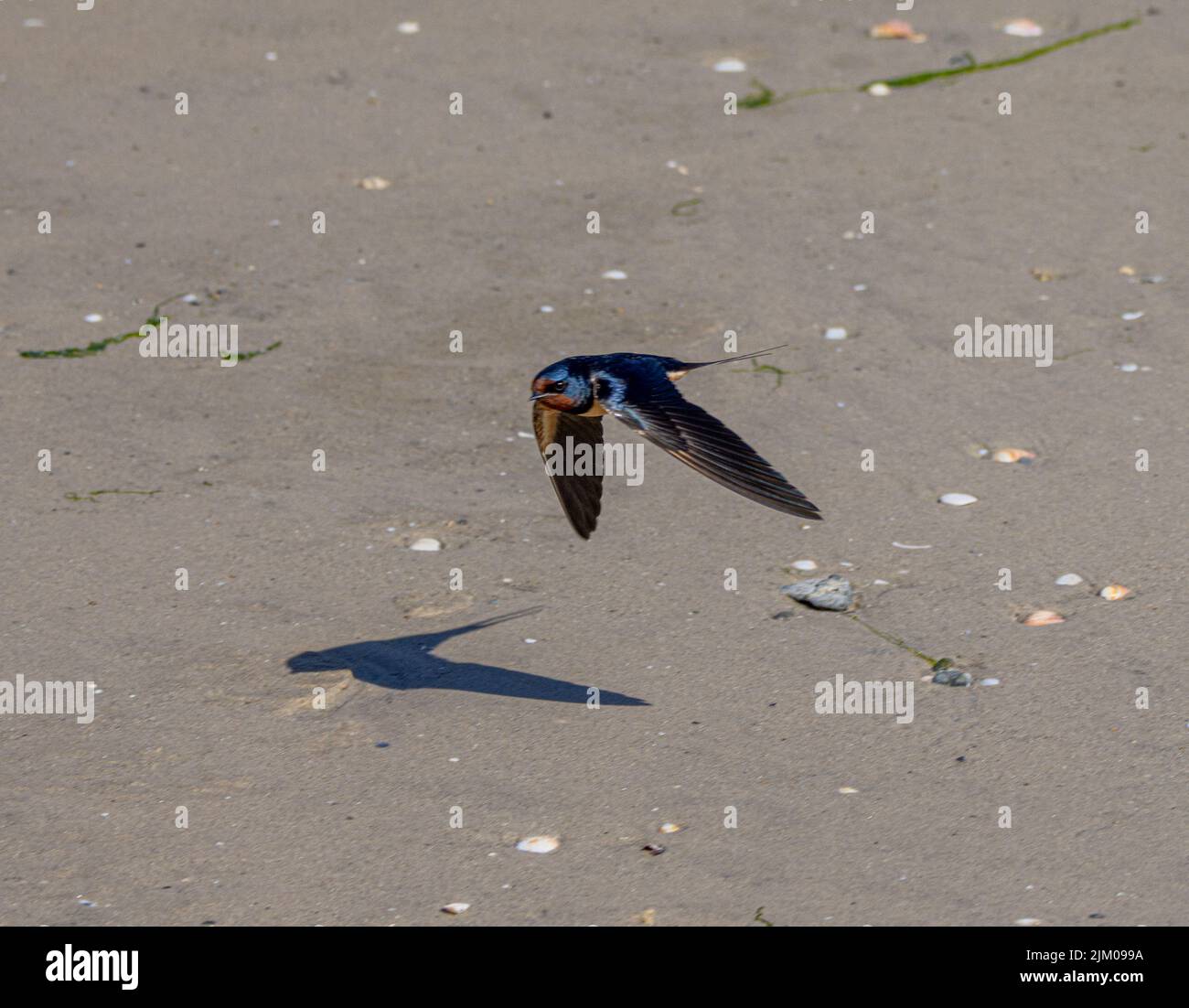 Eine Nahaufnahme einer winzigen Scheunenschwalbe, die an einem sonnigen Tag über einem Sandstrand fliegt Stockfoto