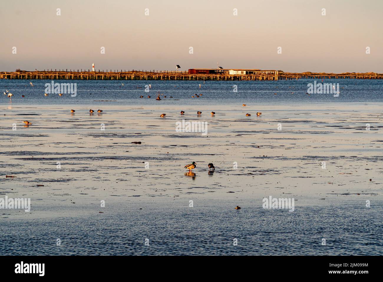 Eine malerische Aussicht auf eine Reihe von Enten am Strand im klaren Himmel Hintergrund thront Stockfoto