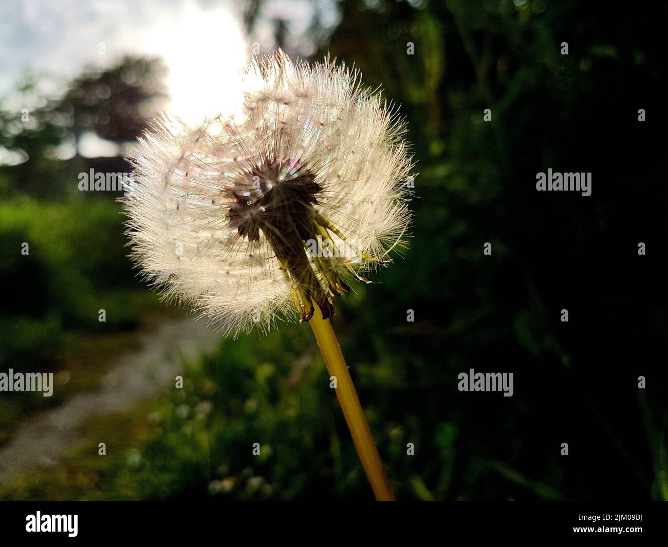 Eine Nahaufnahme eines im Sonnenlicht gegen grüne Pflanzen und Gras wachsenden Dandelions Stockfoto