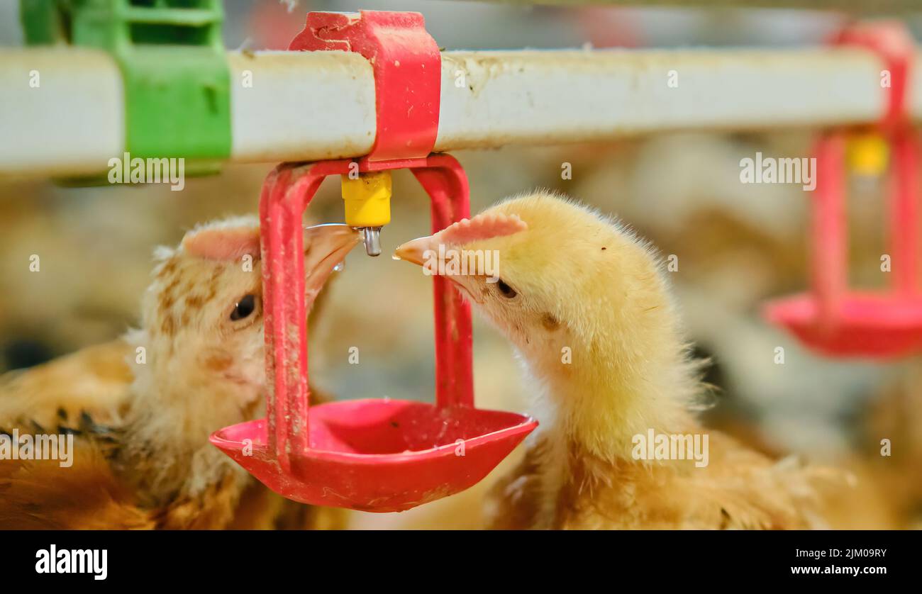 Freilauf Bio Hinterhof Broiler Hühner Trinkwasser durch Nippel Trinker Stockfoto