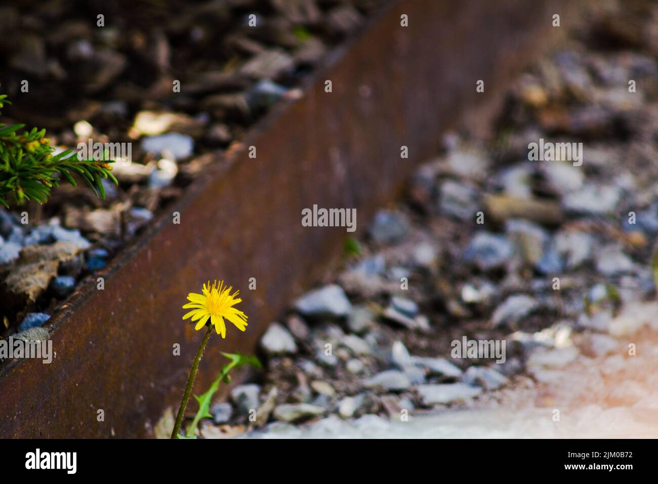 Die Nahaufnahme eines gelben Elendons in der Nähe einer Eisenbahn zwischen den Steinen Stockfoto