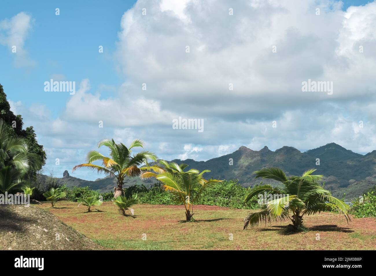 Eine malerische Landschaft mit Bergen und Kokospalmen, in Französisch-Polynesien Stockfoto