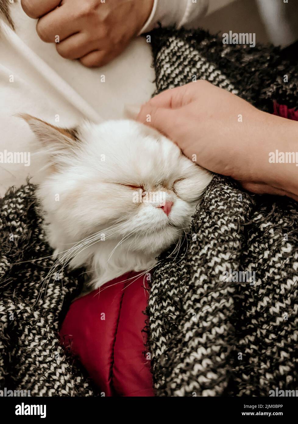 Eine Nahaufnahme einer weißen schlafenden Katze Stockfoto