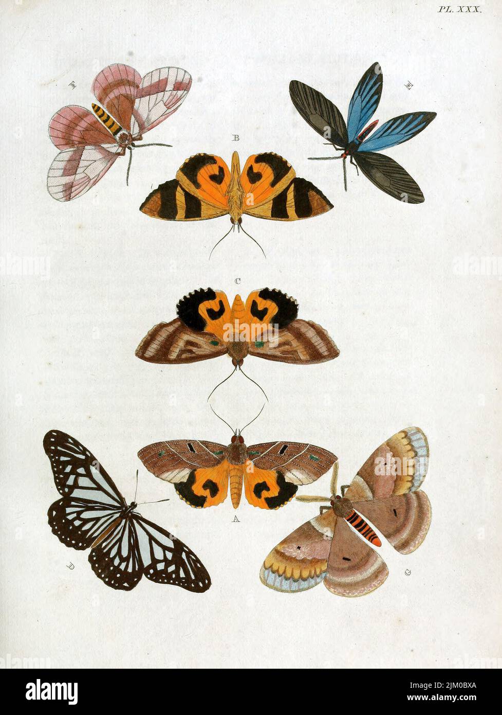 Eine vertikale Vintage-Illustration aus dem 19.. Jahrhundert mit Schmetterlingen auf weißem Hintergrund Stockfoto