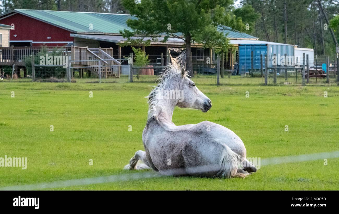 Ein Criollo-Pferd, das auf einem Gras auf dem Feld eines Bauernhofes liegt Stockfoto