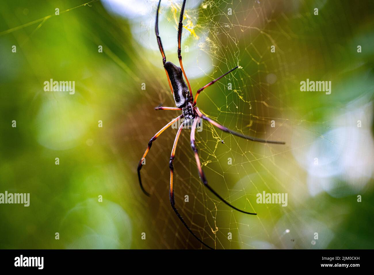 Nahaufnahme einer Spinne, die auf einem Netz auf einem verschwommenen Hintergrund thront Stockfoto