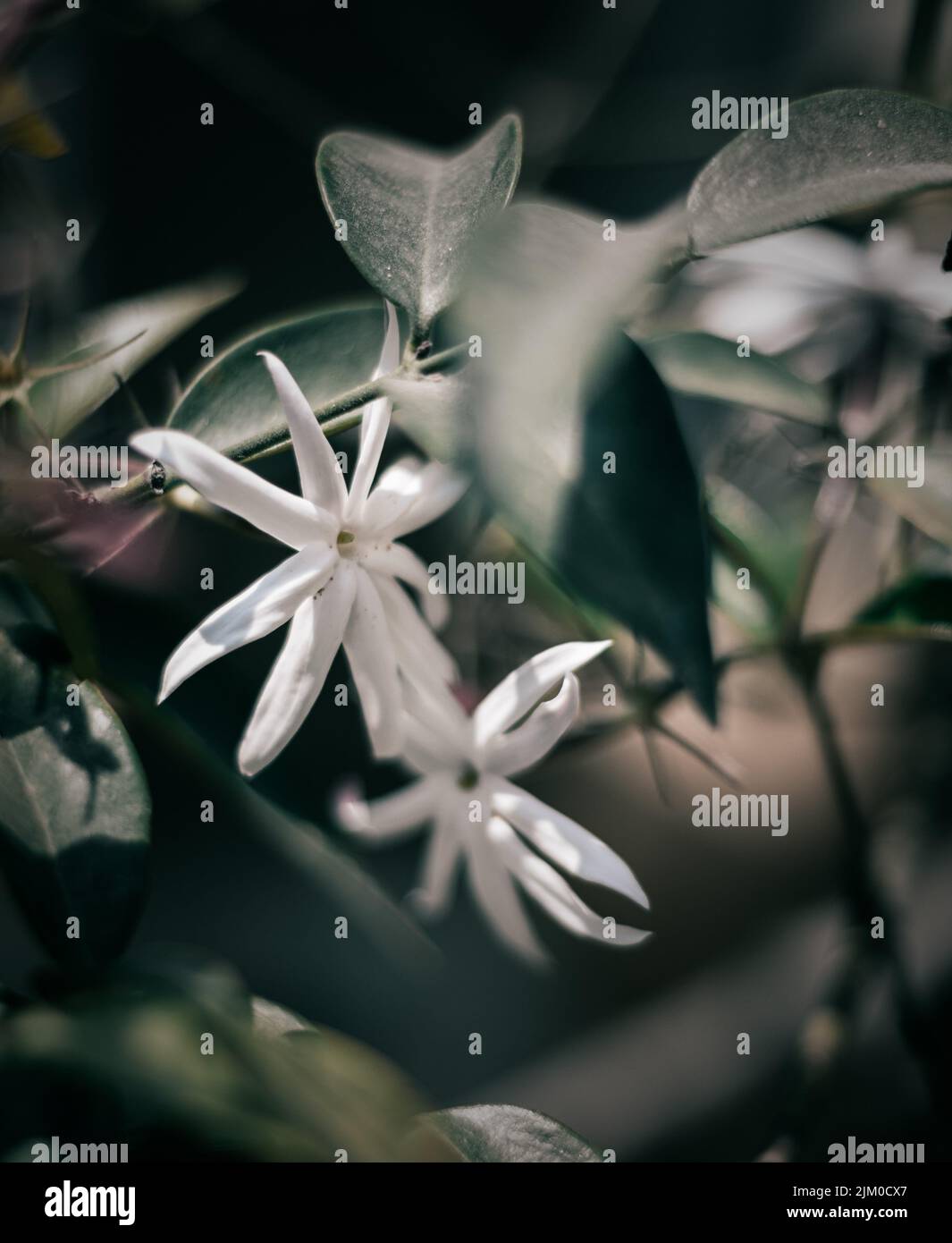 Ein flacher Fokus von weißem afrikanischem Jasmin, der zwischen grünen Blättern wächst Stockfoto