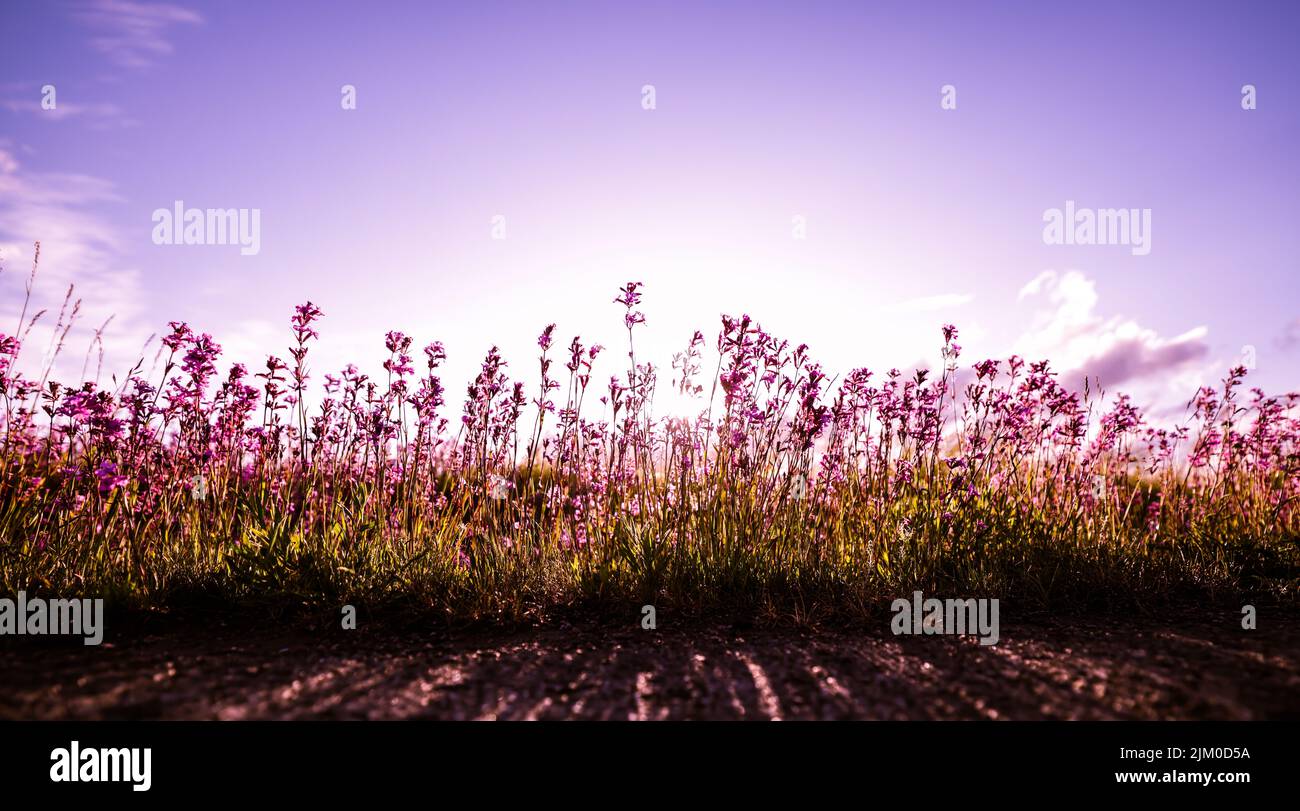 Der englische Lavendel auf dem Feld auf einem violetten Sonnenuntergang Himmel Hintergrund Stockfoto