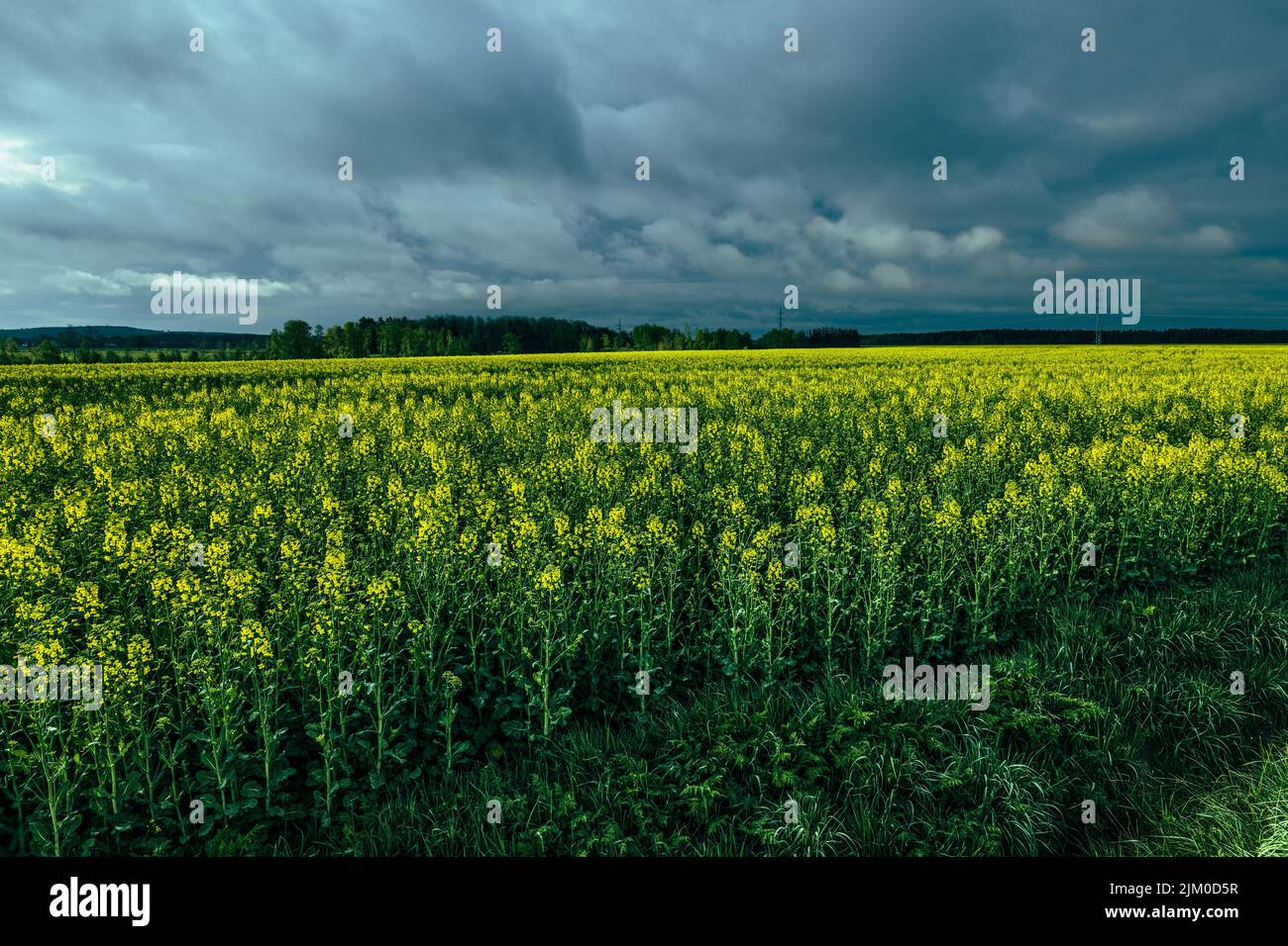 Die gelben und grünen Vergewaltigungen auf dem Feld auf dunklem bewölktem Himmel Hintergrund Stockfoto