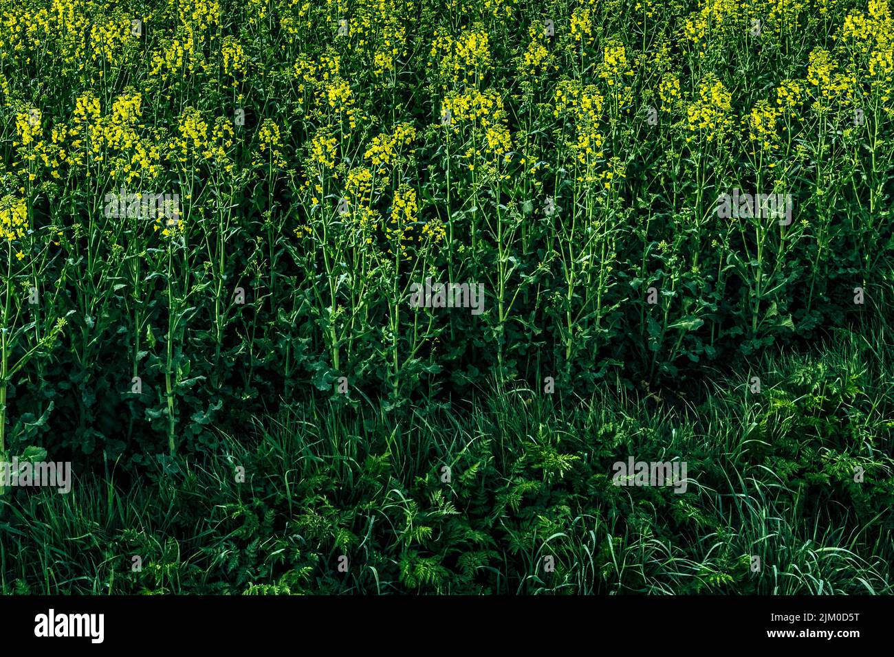 Die gelben und grünen Vergewaltigungen auf dem Feld Stockfoto