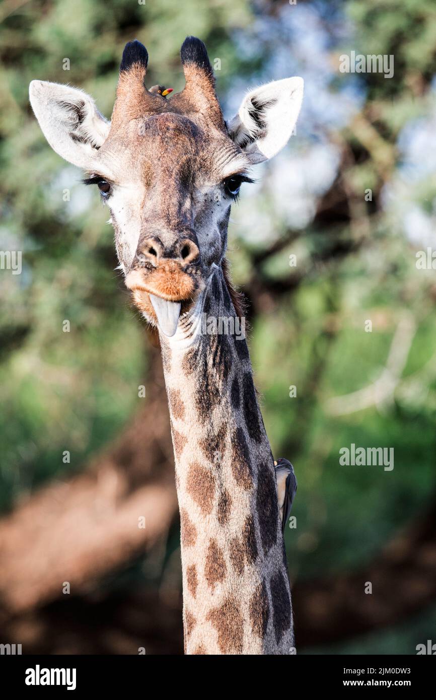 Eine vertikale Aufnahme einer Giraffe mit der Zunge, die auf die Kamera blickt, und zwei Ochsenspechte, die auf ihr sitzen Stockfoto