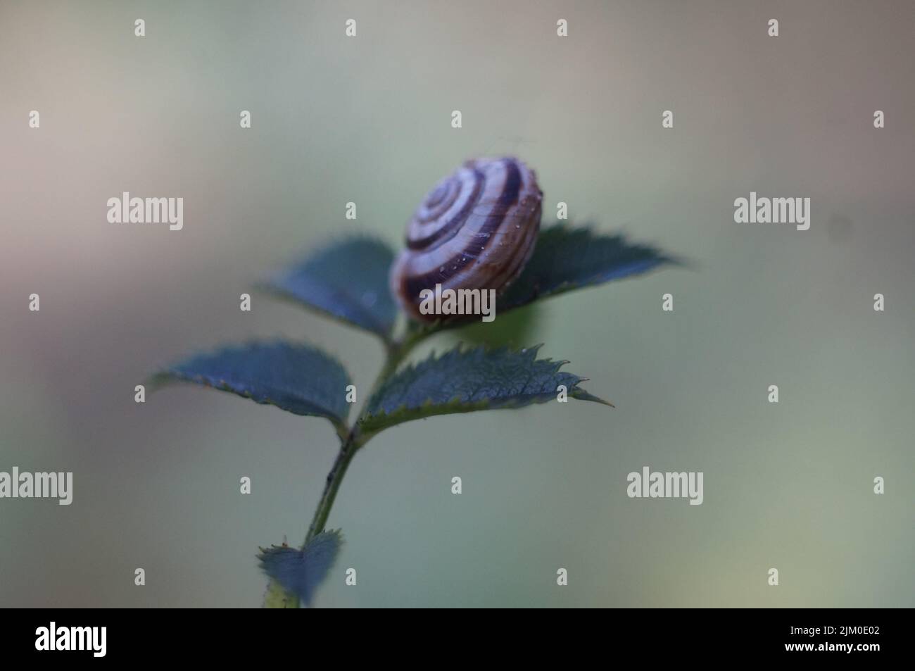 Eine römische Schnecke, die auf einer grünen Pflanze in verschwommenem Hintergrund thront Stockfoto