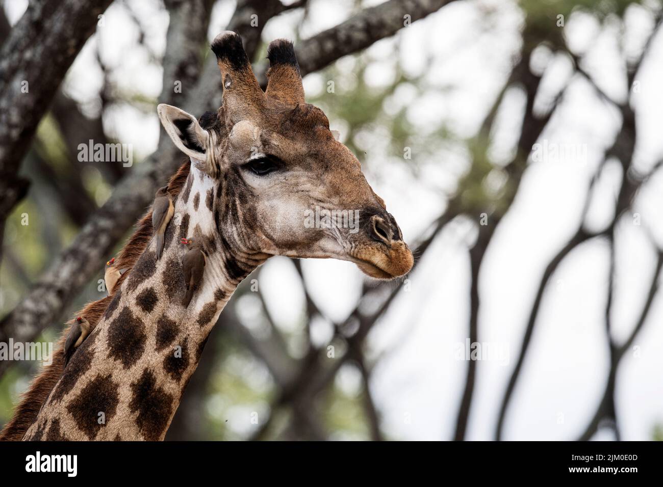 Nahaufnahme einer Giraffe mit zwei Gelbschnabelvögeln am Hals Stockfoto
