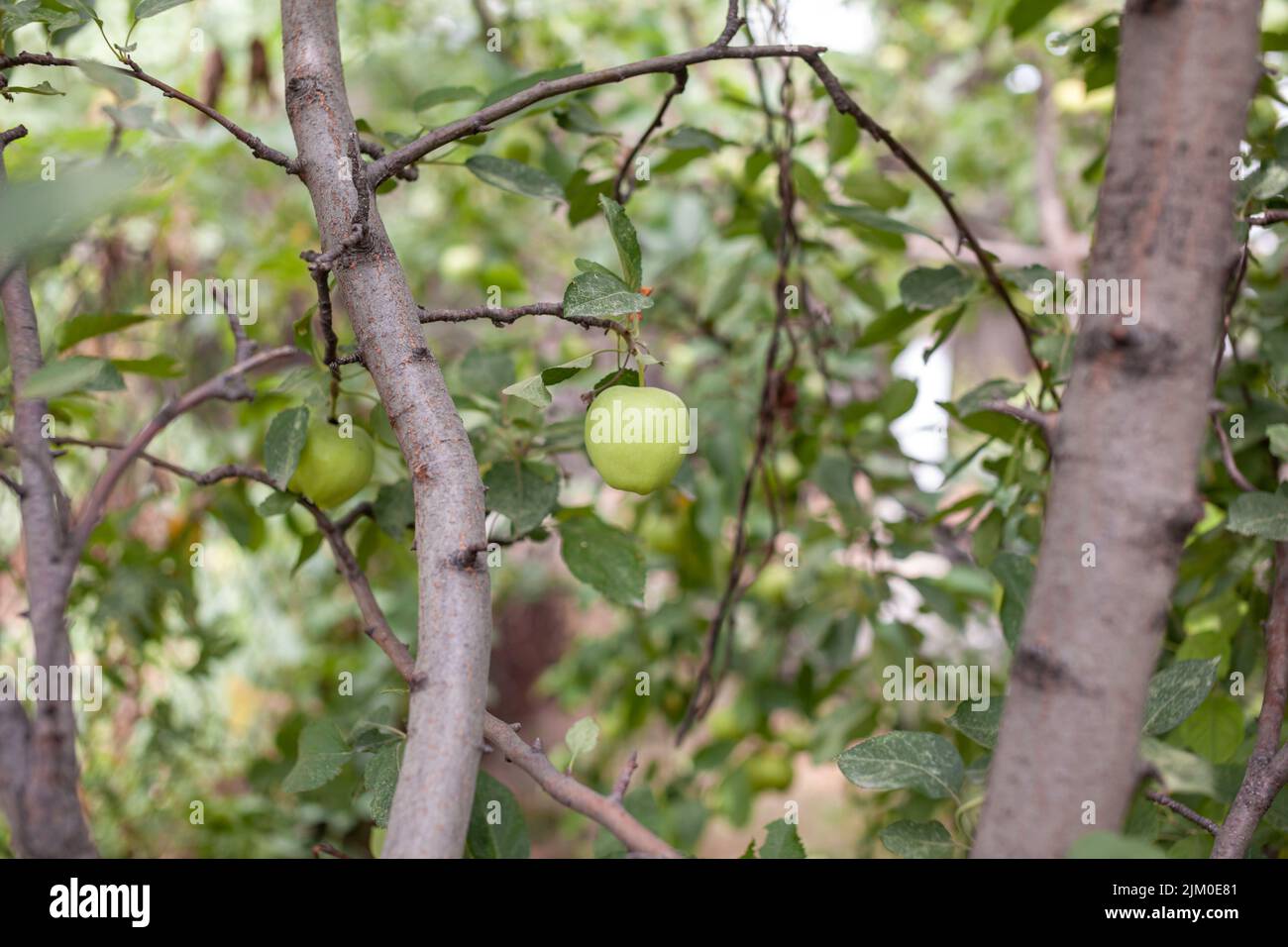 Grüne Äpfel wiegen auf einem Ast im Garten. Unreife Äpfel. Äpfel, die von der Krankheit betroffen sind, auf dem Ast eines Apfelbaums im Garten. Stockfoto