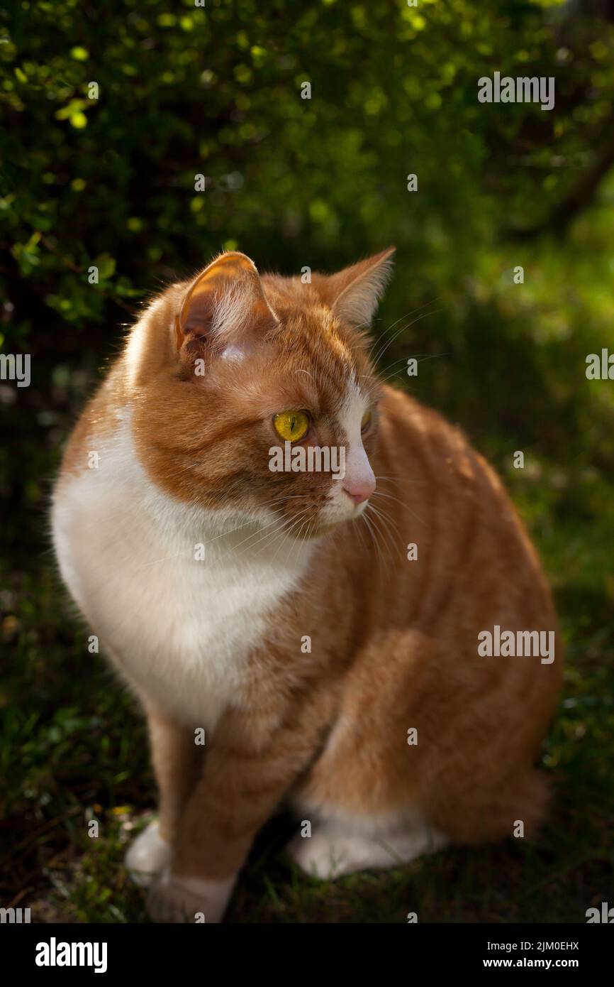 Eine vertikale Nahaufnahme einer entzückenden orangefarbenen Katze mit gelben Augen Stockfoto