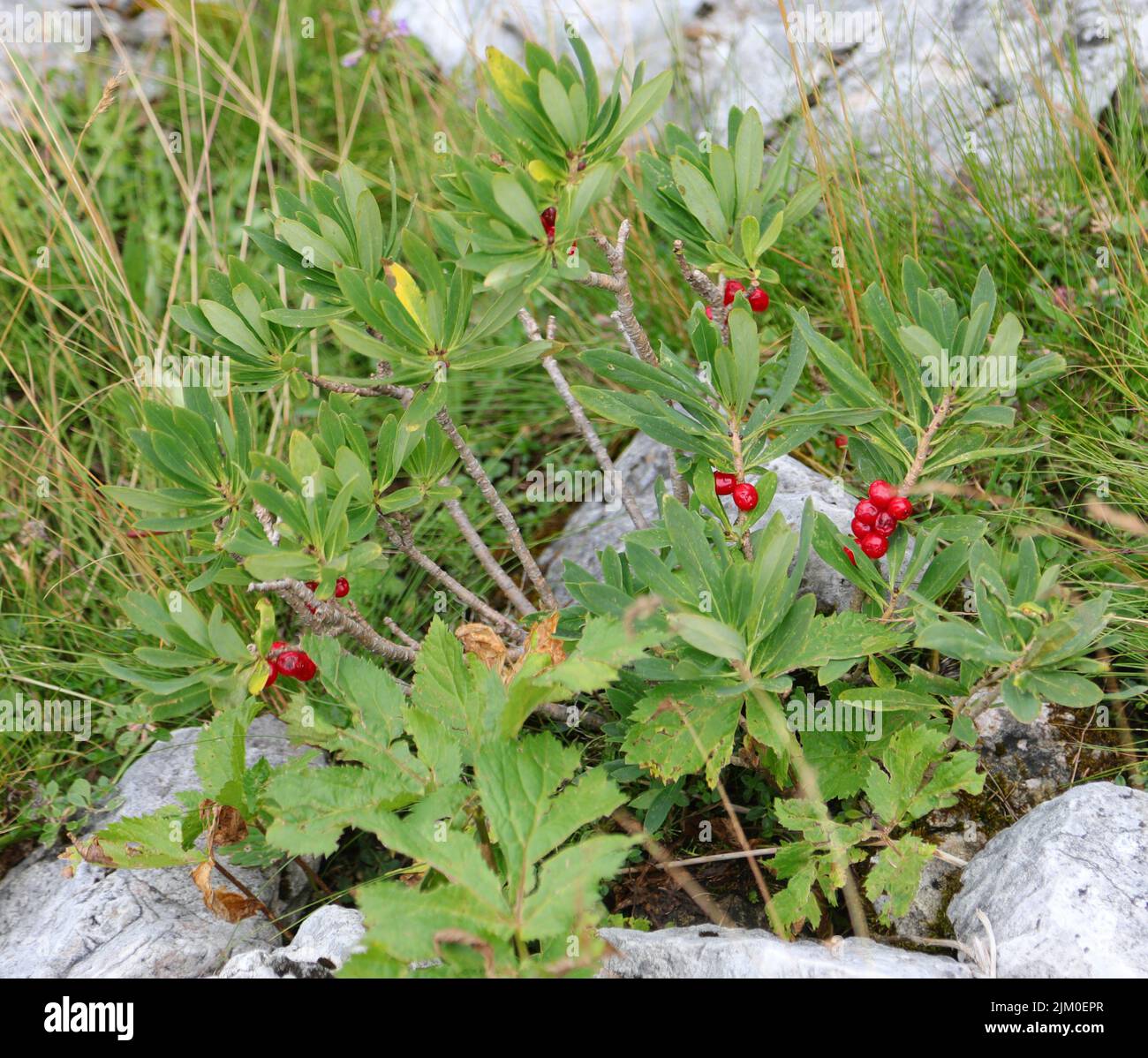 Rote Beeren und Blätter von daphne mezereum sehr giftige Pflanze in den Alpen Stockfoto