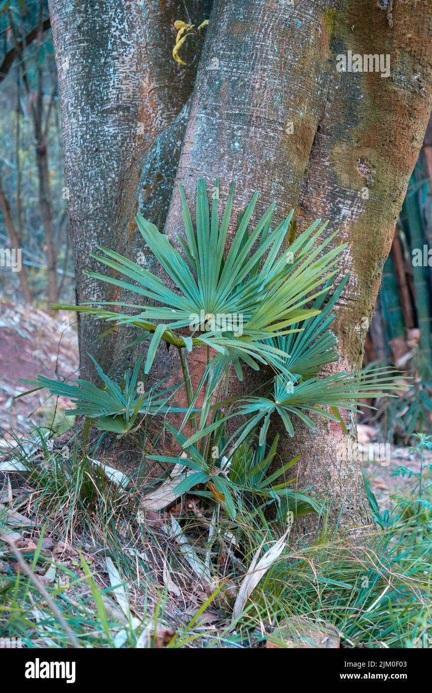 Eine wachsende sabal-Palme in einem Garten Stockfoto