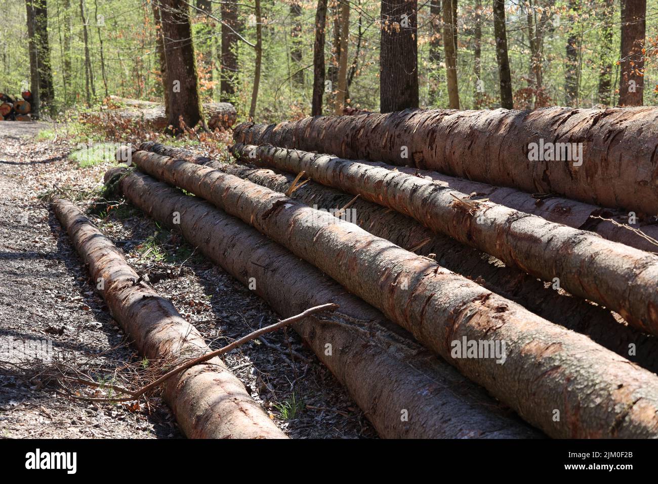 Frisch geschnittene Bäume im Wald, an der Seite einer Forststraße. Stockfoto