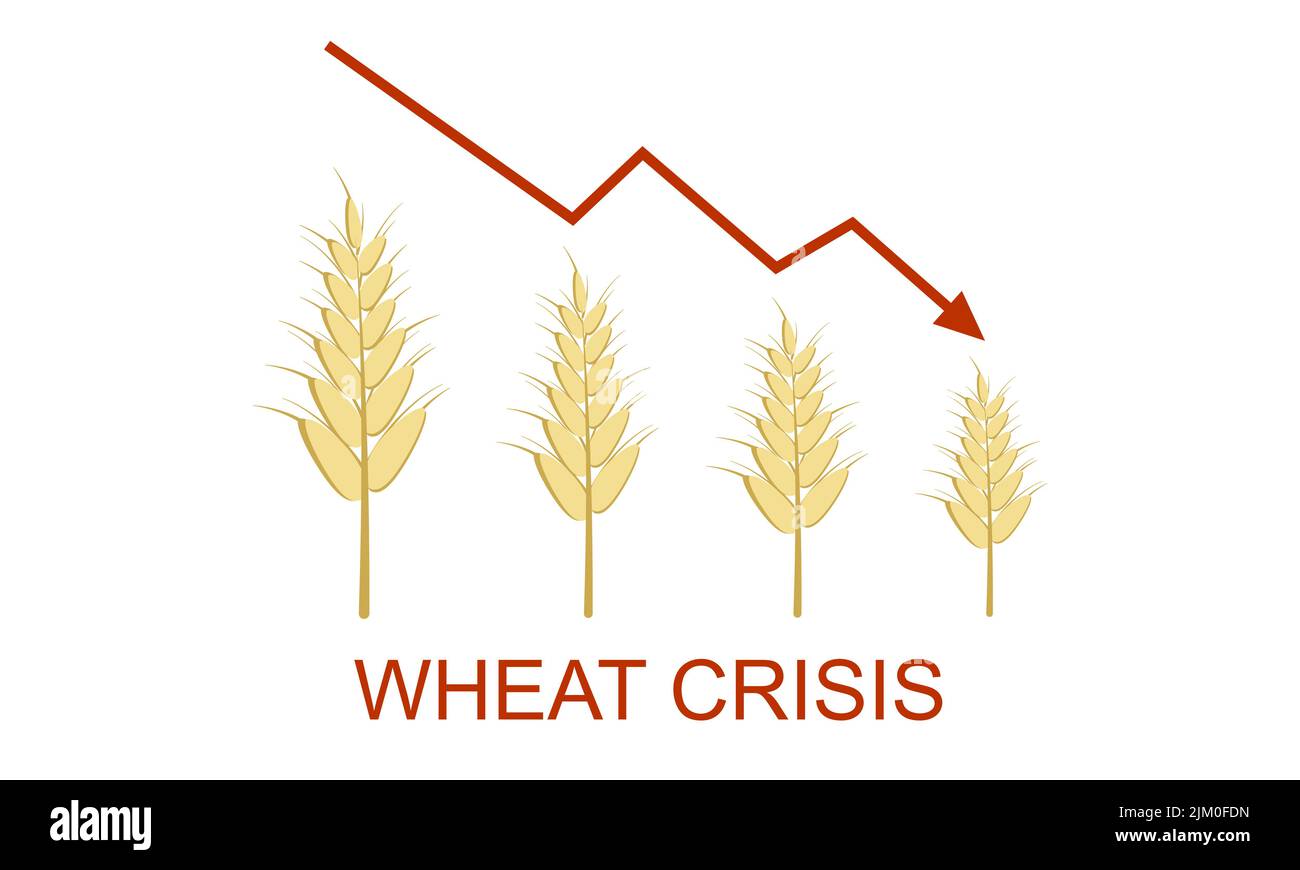 Nahrungsmittelkrise. Brotmangel. Eine Grafik mit verringertem Ernteweizen. Weizenkrise. Stock Vektor