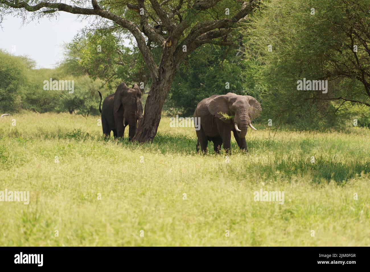 Die beiden Elefanten in der Savanne Stockfoto
