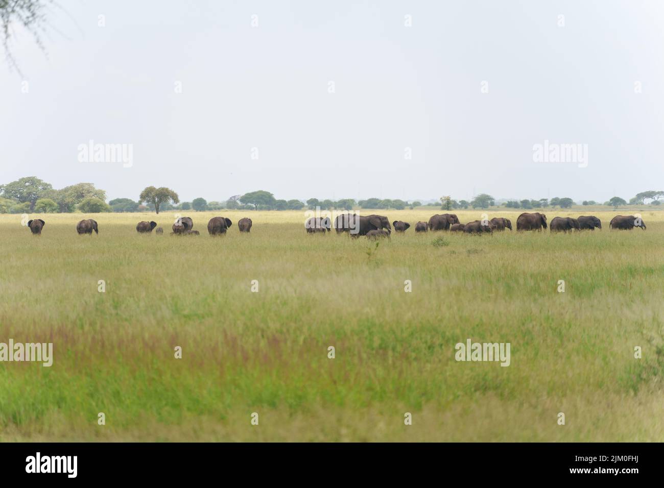 Eine Herde Elefanten in der Savanne Stockfoto