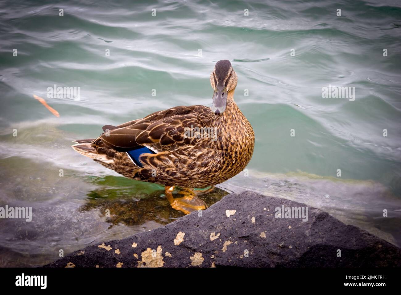 Ein Blick auf das Leben in Neuseeland: Mallard Drake am Flussufer. Stockfoto