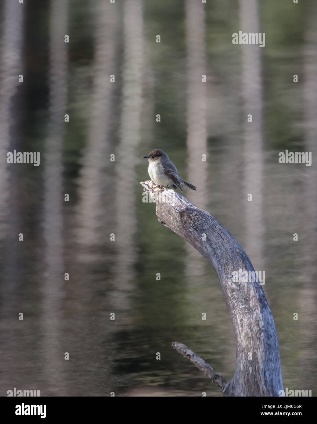 Eine vertikale Aufnahme eines östlichen Königsvogels (Tyrannus tyrannus), der auf einem Baumzweig auf unscharfem Wasserhintergrund thront Stockfoto