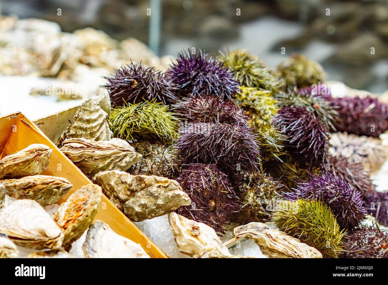 Seeigel und frische Austern auf dem Boqueria-Markt in Barcelona (Spanien). Stockfoto