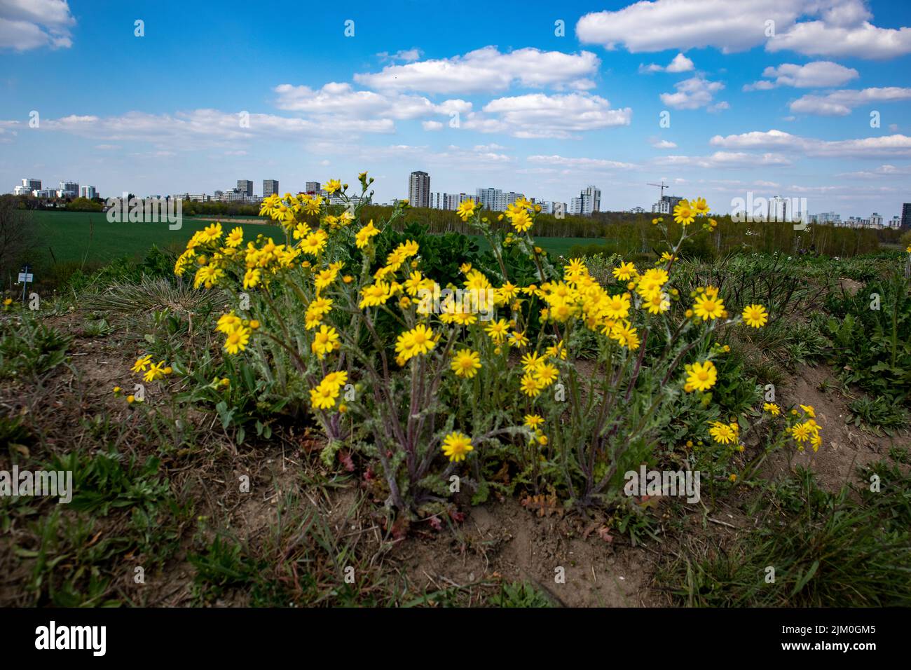 Eine Nahaufnahme von blühenden Coneflowers in einem Vorort von Gropiusstadt in Berlin Stockfoto