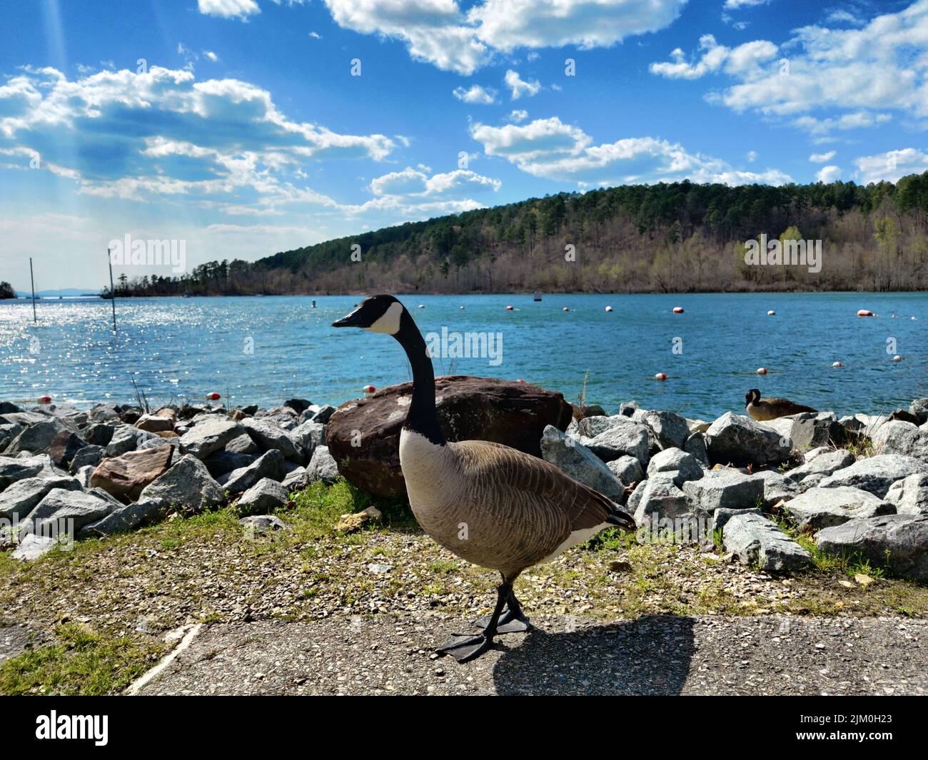 Eine Kanadagans (Branta canadensis) am Seeufer mit einem Wald im Hintergrund Stockfoto