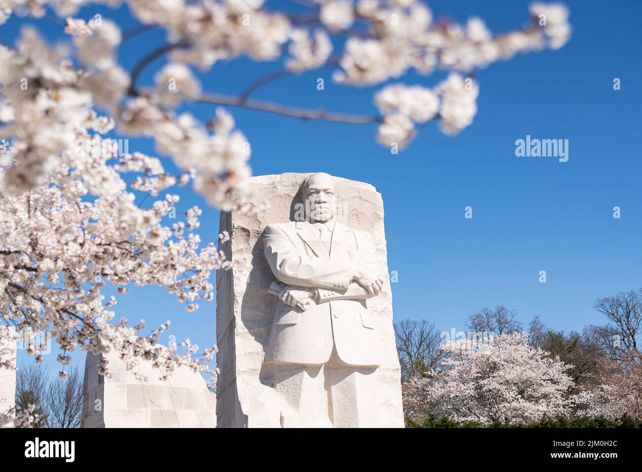 Ein Foto des MLK Memorial während der Peak Bloom. Stockfoto