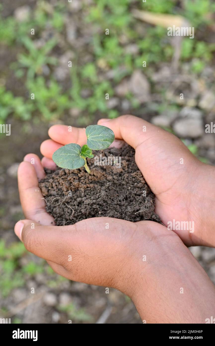 Nahaufnahme der reifen grünen Dame Finger Pflanze Sämling und Boden Haufen in der Hand weichen Fokus natürlichen grün braunen Hintergrund. Stockfoto