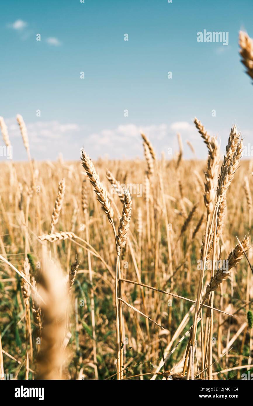 Reife Ähren von Weizen, Getreidefeld bereit zur Ernte, Welthunger, Getreidedefizit, goldenes Weizenfeld, Ukraine-Krise, Trockenresistenter Weizen Stockfoto