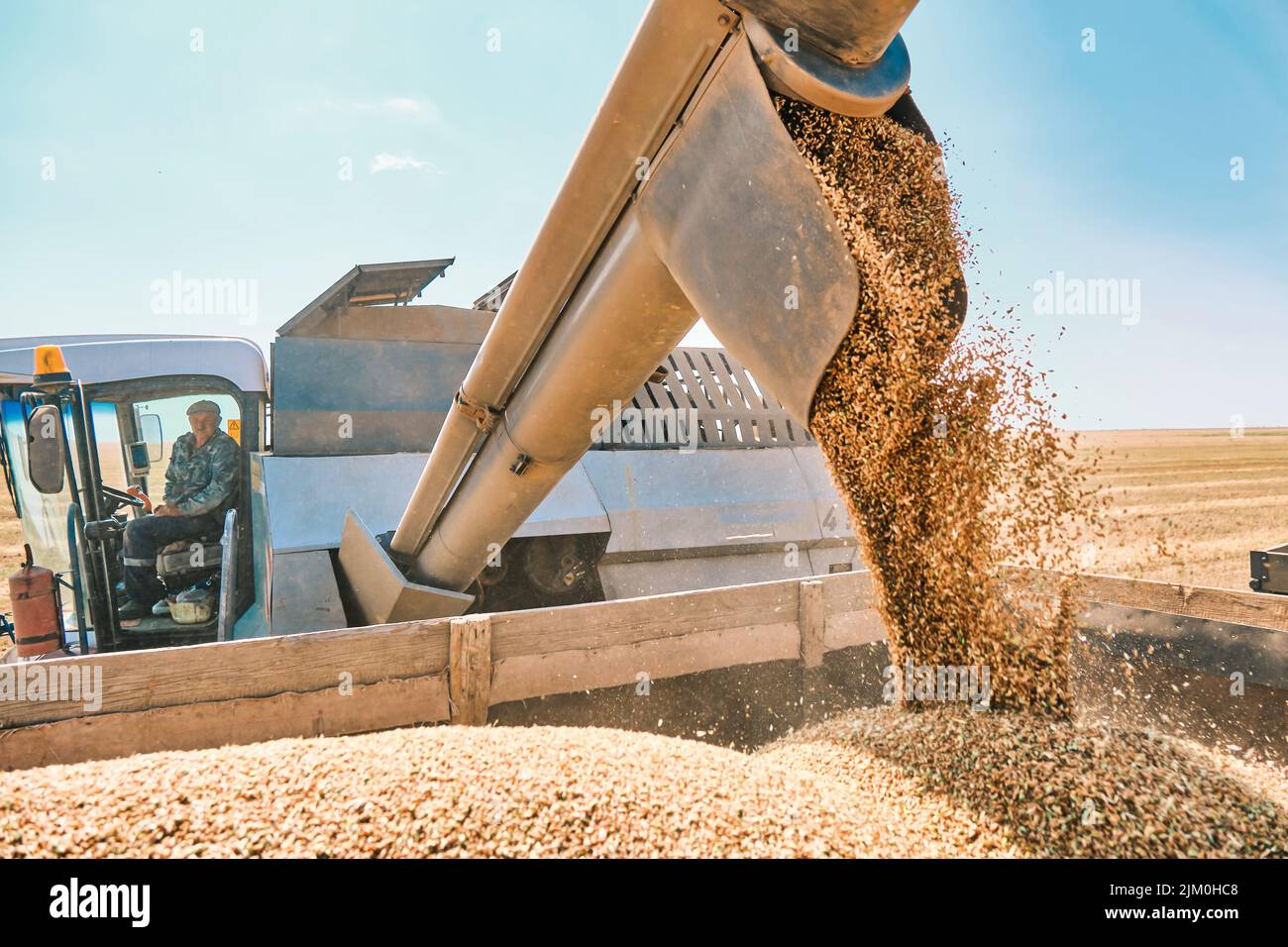 Weizenkorn Ernte in der Ukraine, einem weltweit führenden Getreidelieferanten. Goldweizen wird für Transport und Lagerung vorbereitet. Stockfoto
