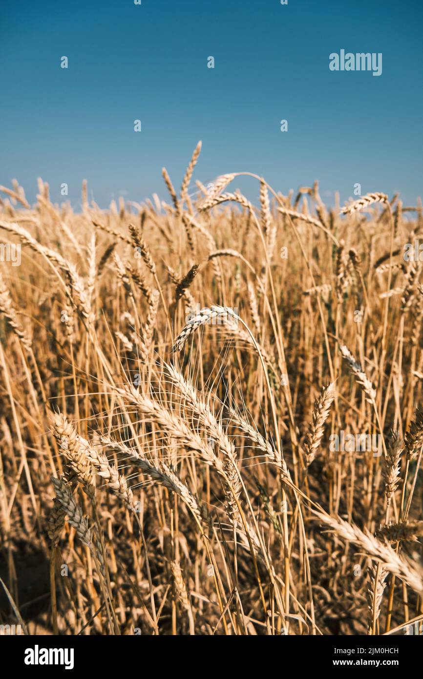 Reife Ähren von Weizen, Getreidefeld bereit zur Ernte, Welthunger, Getreidedefizit, goldenes Weizenfeld, Ukraine-Krise, Trockenresistenter Weizen Stockfoto