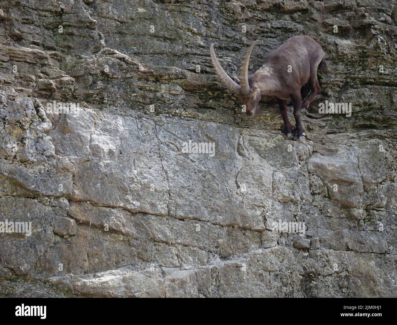 Eine wilde Steinbock-Ziege in den felsigen Bergen Stockfoto