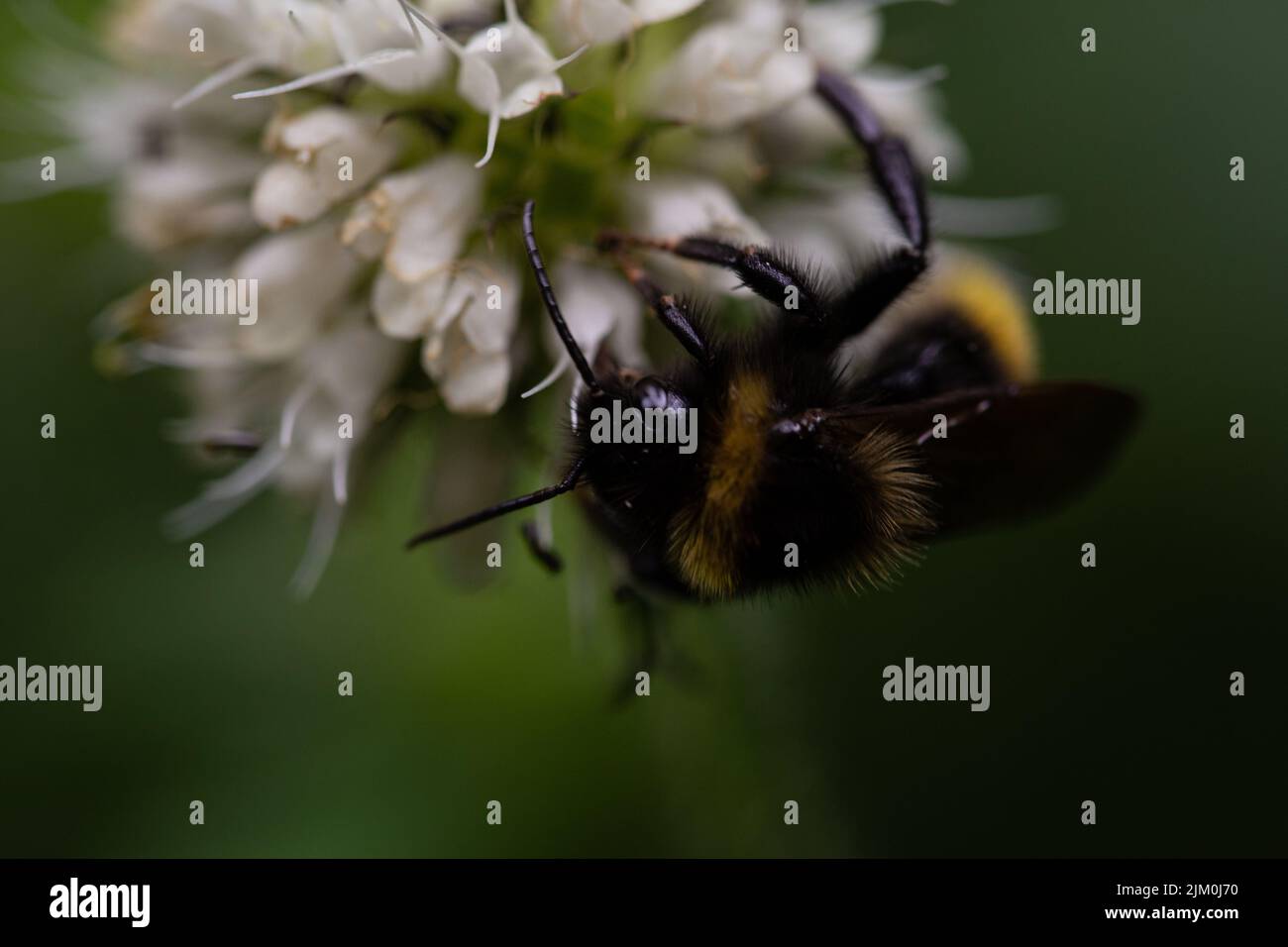 Eine Makroaufnahme einer Hummel auf einer Blume vor verschwommenem grünem Hintergrund Stockfoto