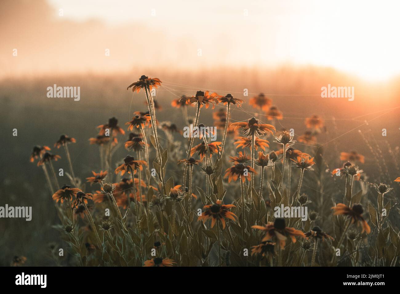 Eine Nahaufnahme der Koneblüten gegen den Sonnenuntergang. Stockfoto