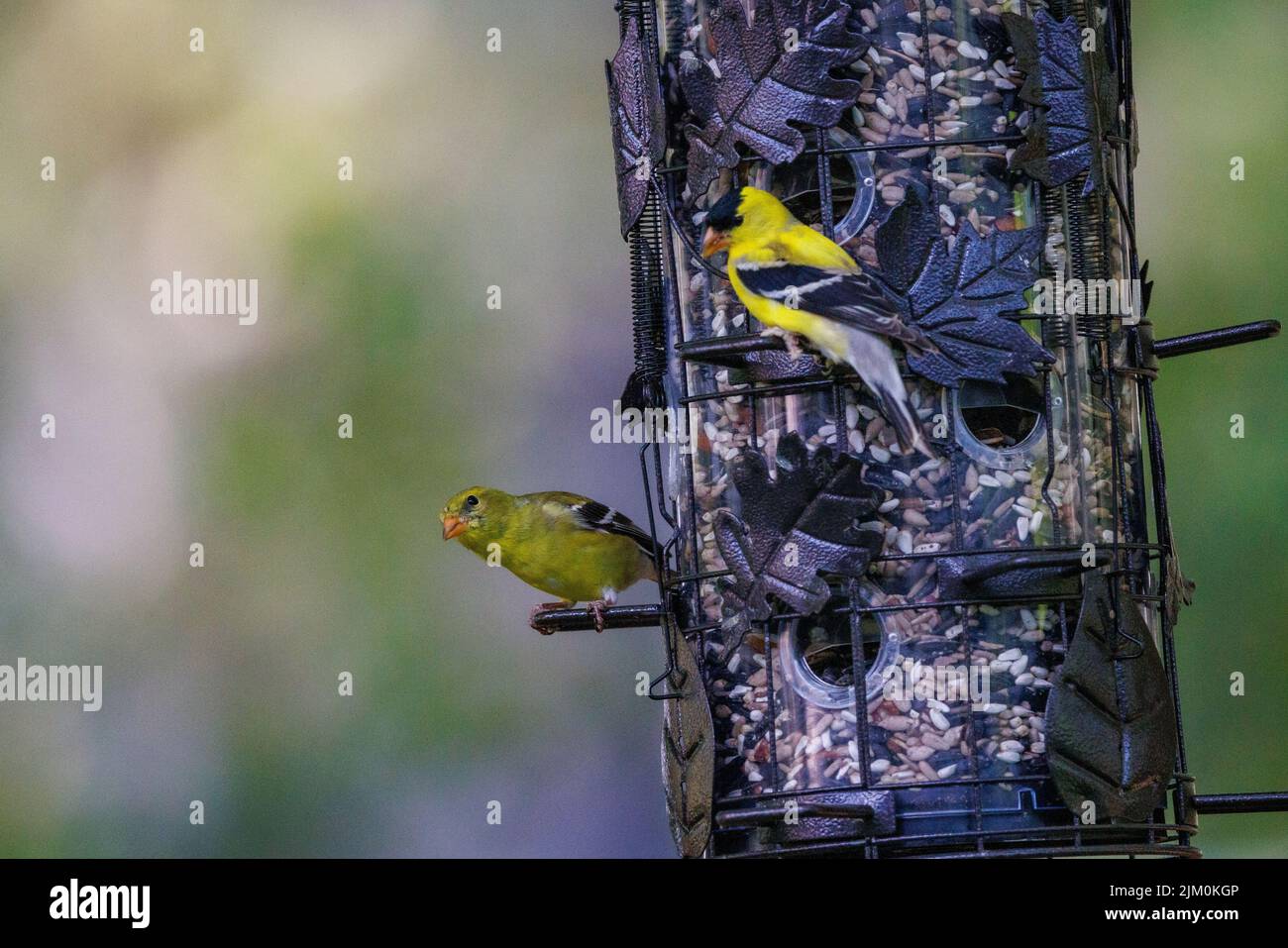 Eine Nahaufnahme von zwei amerikanischen Goldfinken, die auf dem Vogelfutterhäuschen thront. Spinus tristis. Stockfoto