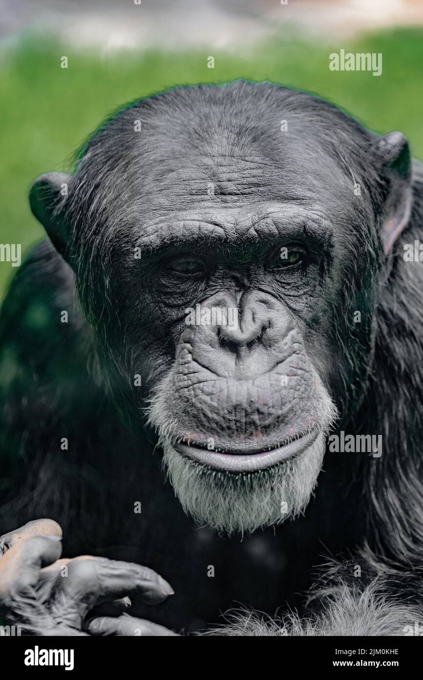 Eine vertikale Nahaufnahme des Schimpansen, Pan troglodytes. Tierporträt. Stockfoto