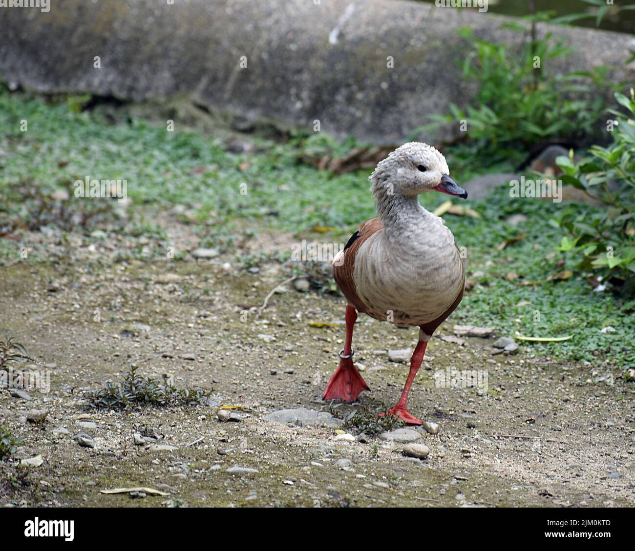 Nahaufnahme einer schönen Orinoco-Gans auf einem Bauernhof Stockfoto