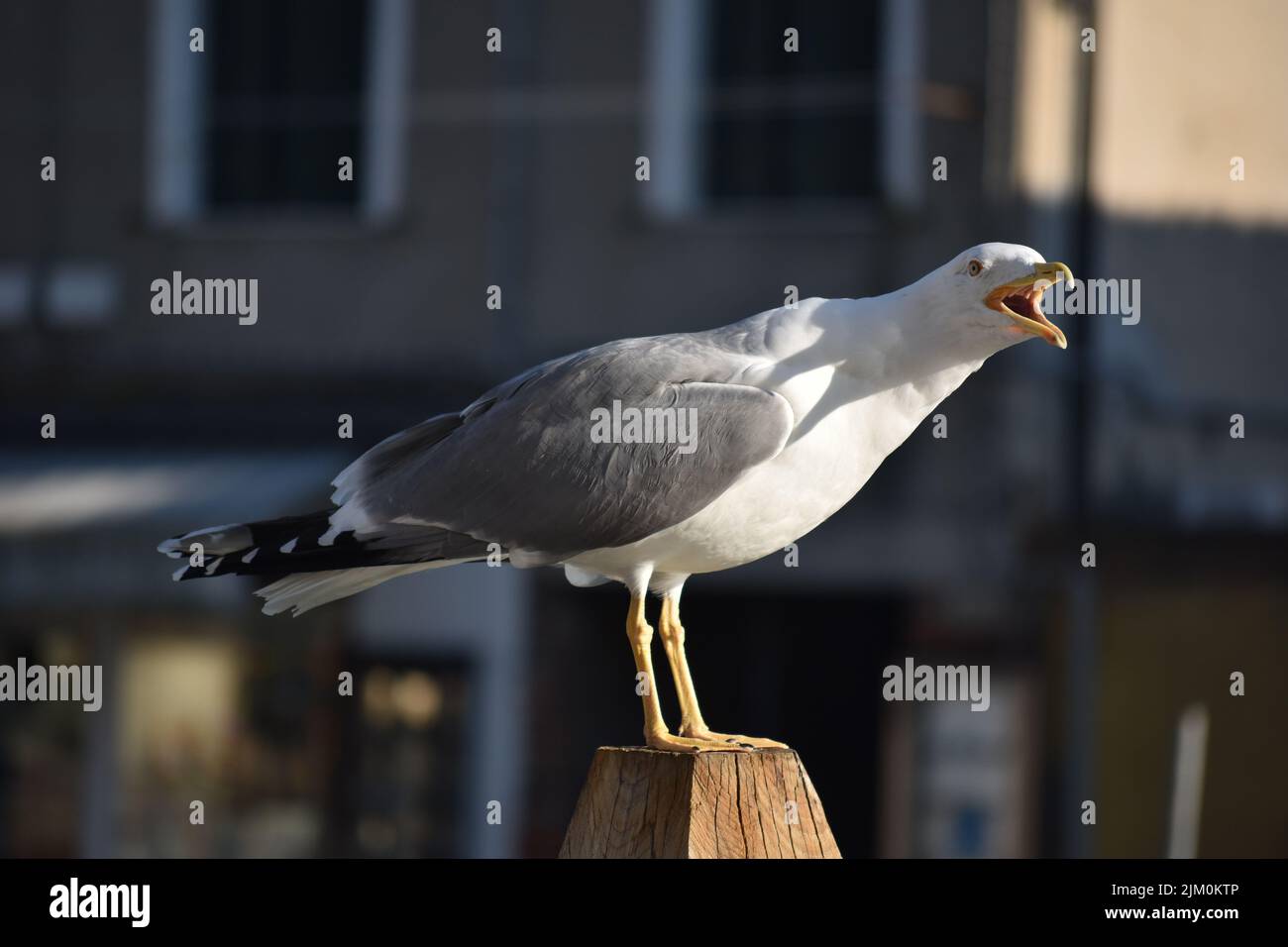 Eine Nahaufnahme einer Möwe, die auf einem Stück Holz singt Stockfoto