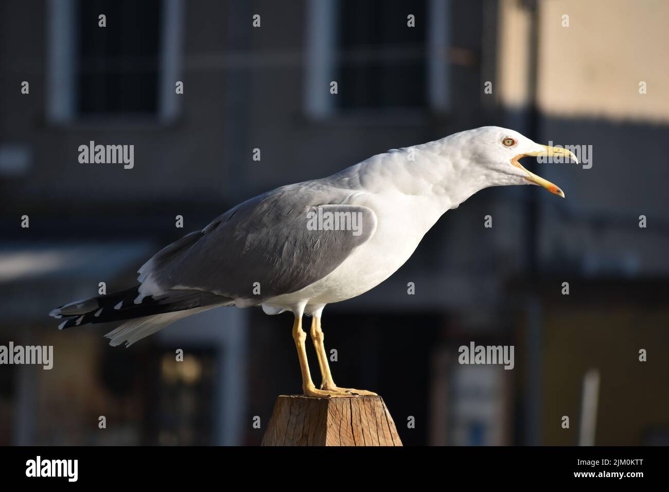 Eine Nahaufnahme einer Möwe, die auf einem Stück Holz singt Stockfoto